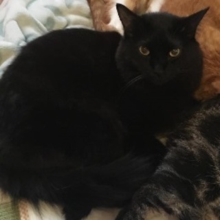 多頭崩壊現場からサラサラふわふわの「くまっしろ」♪