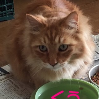 穏やか５匹、緊急それぞれ里親様募集！！！！！