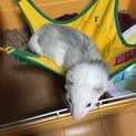 生後9ヶ月フェレットちゃん