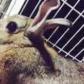 撫でられるのが大好き！ミニウサギ