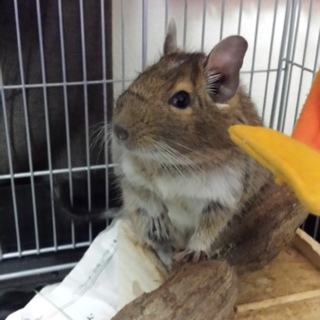 甘えん坊の女の子(1才)です