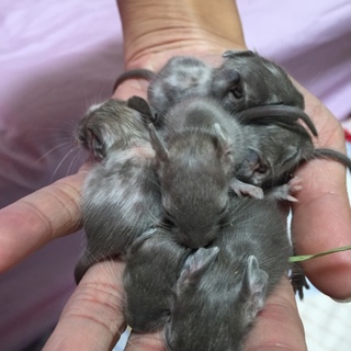 デグー差し上げます