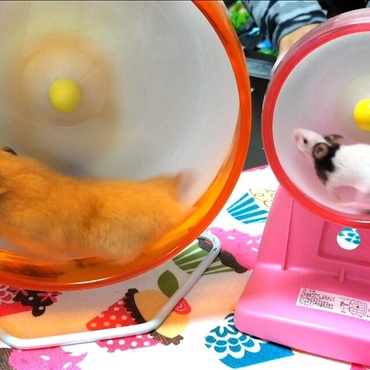 ダブルホイール回し（スー&誠）