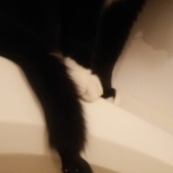 「しっぽは本体と別の生き物です。」サムネイル1