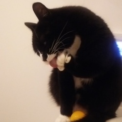 「しっぽは本体と別の生き物です。」サムネイル2