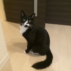 「しっぽは本体と別の生き物です。」サムネイル3