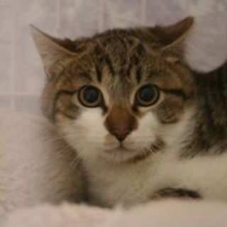 とらちゃんです