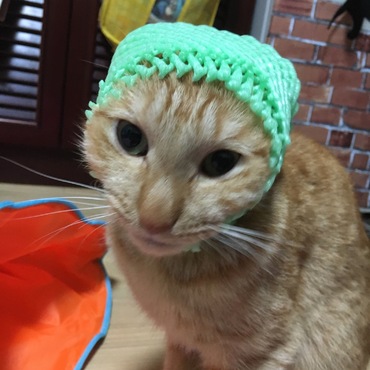 かぶりもの