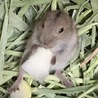 カデル
