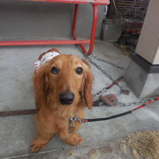 甘えん坊なダックス「平次くん」