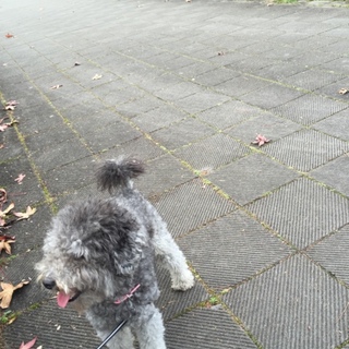 トイプードル2才♂