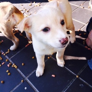 ☆コロコロ可愛い子犬兄弟　里親募集中☆