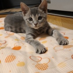 「初めましての挨拶です。」サムネイル1