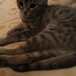 「初めましての挨拶です。」サムネイル2