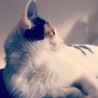 HANA