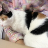 の写真