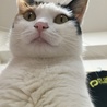 の写真