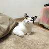 冬はこたつにかぎるね〜