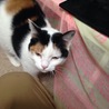 眠いニャ