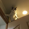 くノ一ニャ