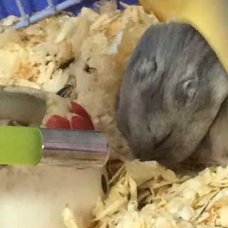 【随時編集】2/14生まれのジャンガリアン