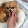 チワワのクロエちゃん サムネイル2