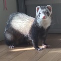 やんちゃな3歳の男の子のフェレットです。