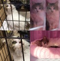長毛洋猫種の入ったマミーちゃん♀左目ハンデあり。