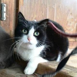 のりちゃん　おとなしい女の子です