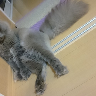 マンチカン × 「長毛」を含む」猫の里親募集情報 ペットの