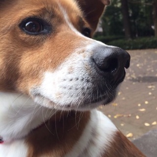 ももたろう（ミックス）