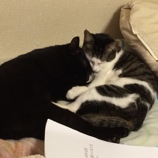 猫ちゃん♂♀2匹里親さん募集します。