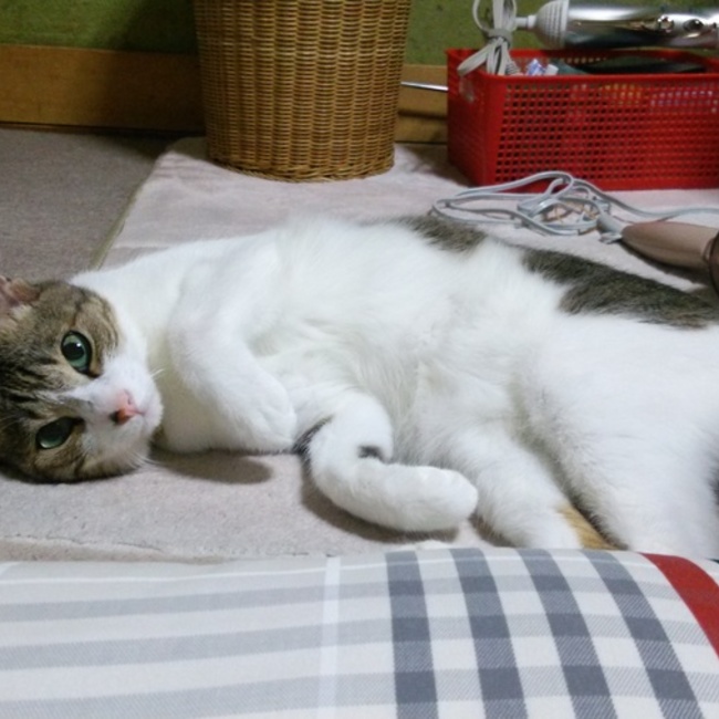 ゆかりん0330のカバー写真