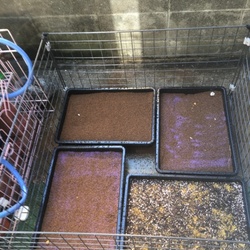 「モルモルラン」サムネイル2