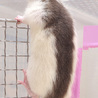 ファンシーラットベビー♀ サムネイル7