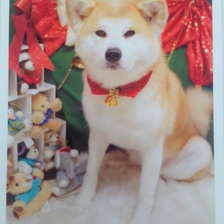 大人しくて、人懐っこい秋田犬です★単身者不可