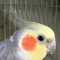 里親様決定しました！ありがとうございました