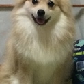 ポメラニアンの里親募集！