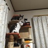 みあ。 さん