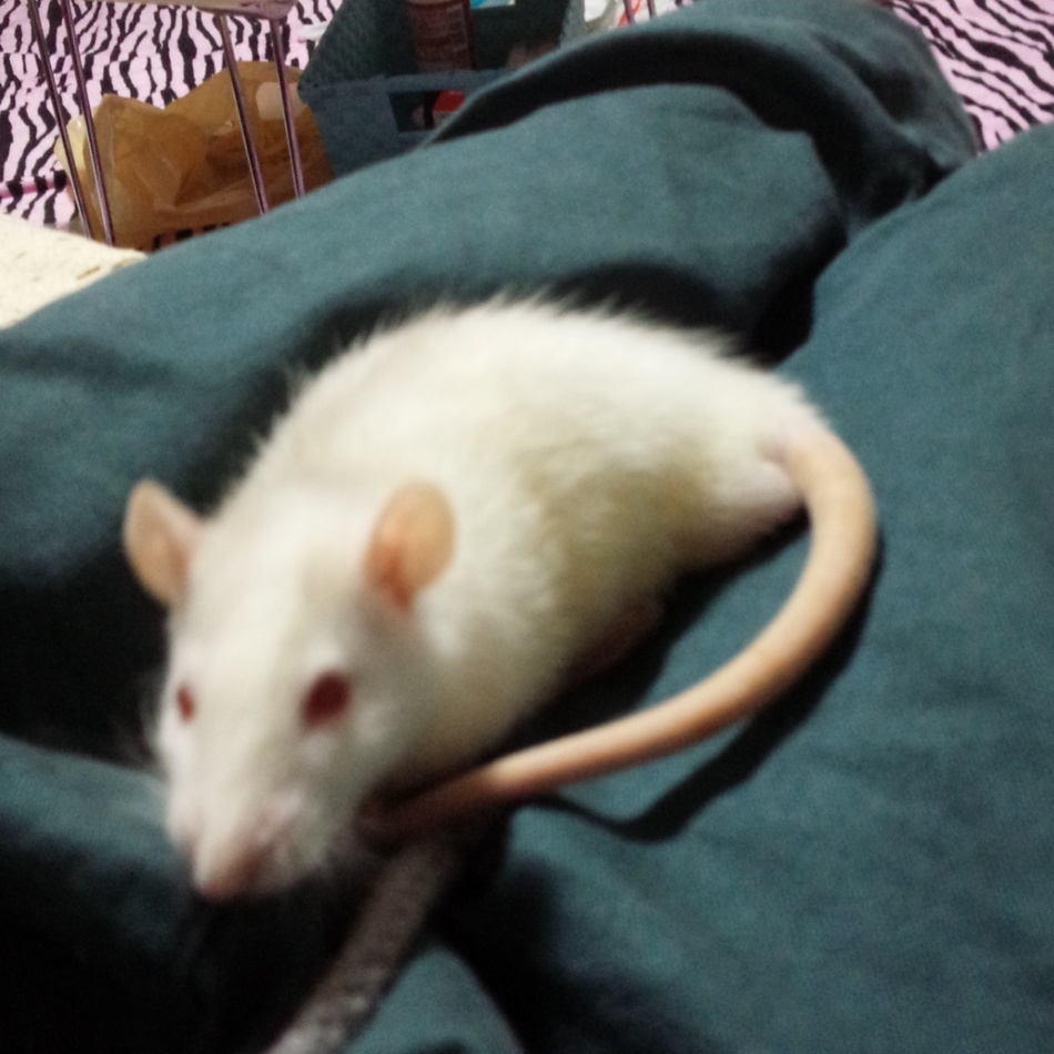 雪、霙、時雨のカバー写真