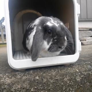 ロップイヤーの里親募集です。