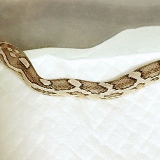 コーンスネーク