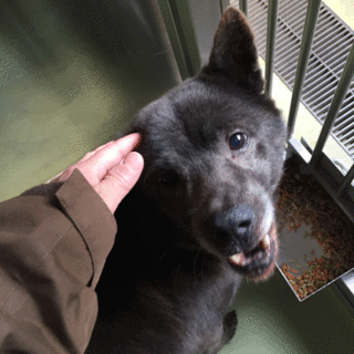 2710284  かわいい子です。