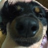 ぶにゃ～