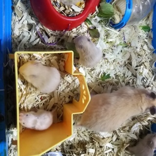 キンクマハムスター（2月生まれ）4匹