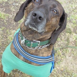 「ひな祭りのご馳走♪」サムネイル1