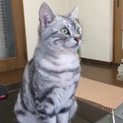 里親急募