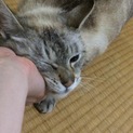 青い目可愛いです