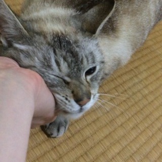 青い目可愛いです