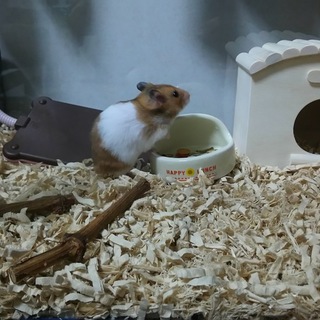 ゴールデンハムスター里親募集